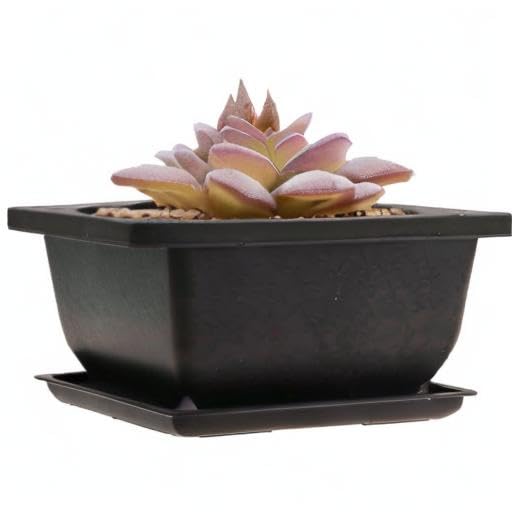 MUZHI 8PCS/Pack Retro Style Square Small Bonsai Training Pots with Tray, Mini Plastic Mocha Garden Flower Pot 4.7"