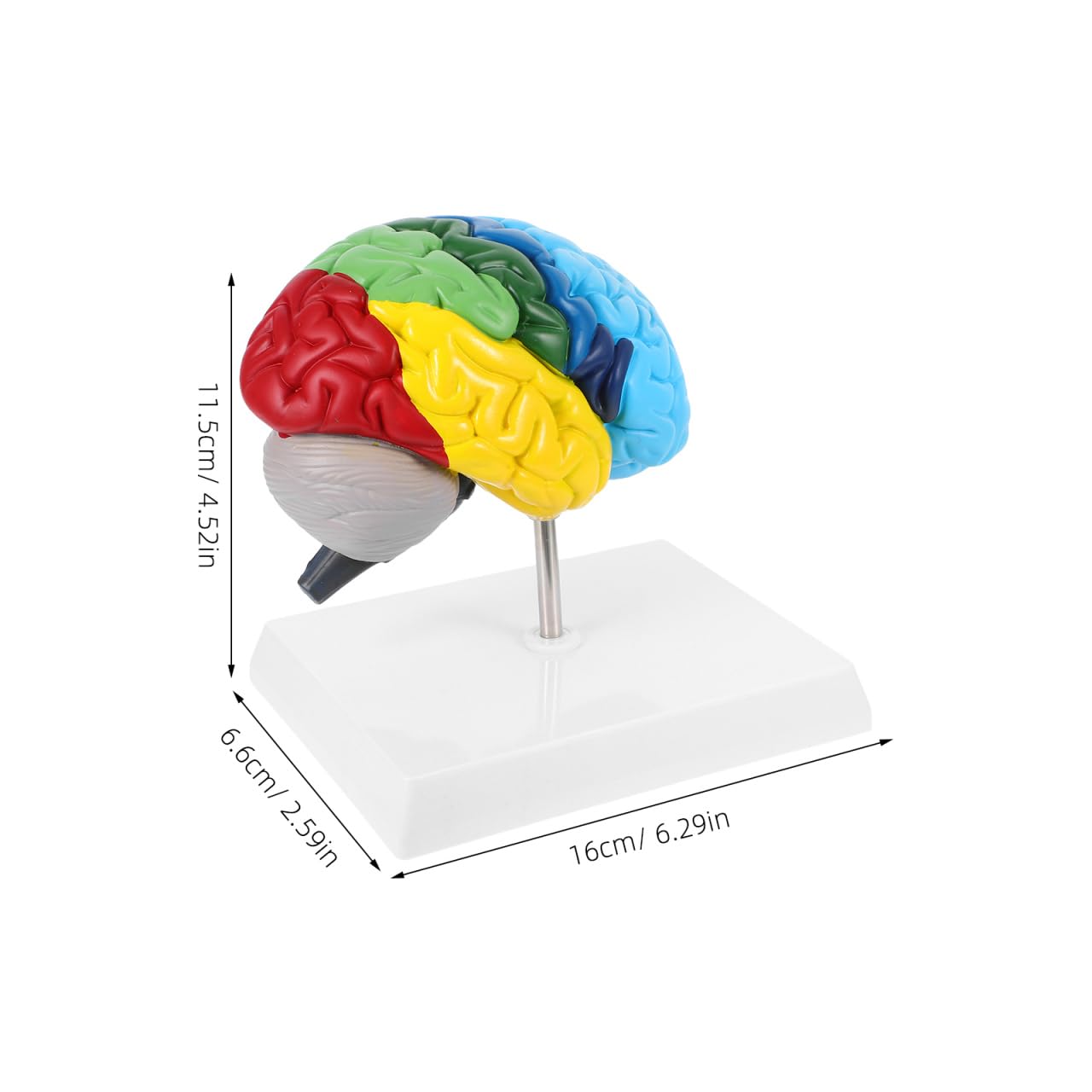 PRETYZOOM 1:1 Scale Human Brain Model-Right Brain Anatomy Model with Base, School Teaching Tool, Human Anatomical Model