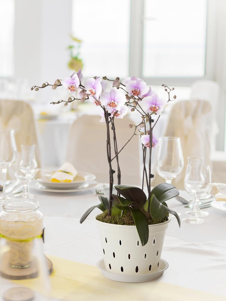BFYDOAA 5 Pack Orchid Pot, 5.6 Inch Orchid Pots with Holes and Saucers, Clear Plastic Orchid Pots for Indoor and Outdoor Use, Plastic Flower Plant Pot for Plant and Repotting(White)