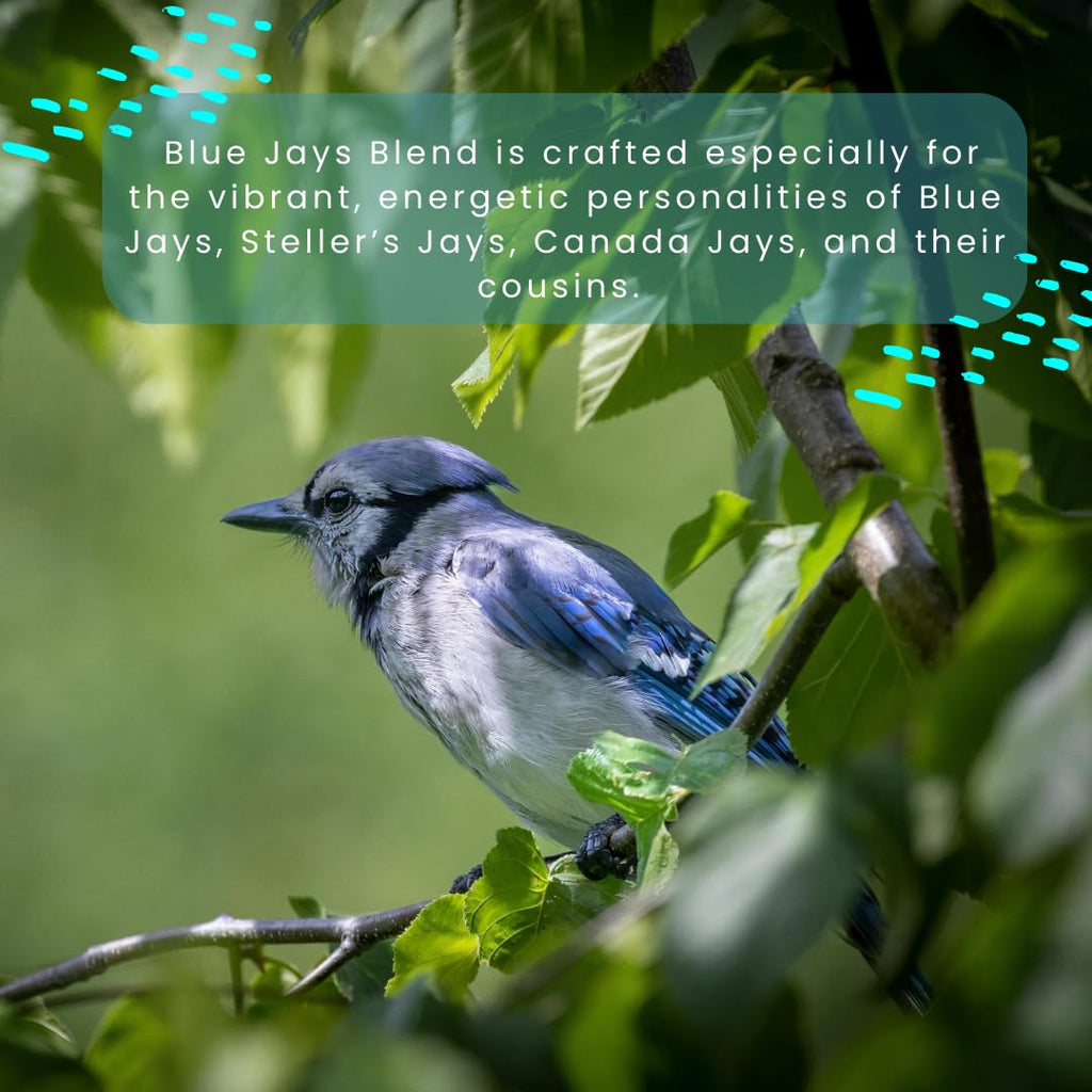 Blue Jay Bird Food – Chirp & Maple Blue Jays Blend, Premium Bird Seed with Peanuts, Corn & Sunflower, Feed for Jays, Steller's Jays & Canada Jays, 900g