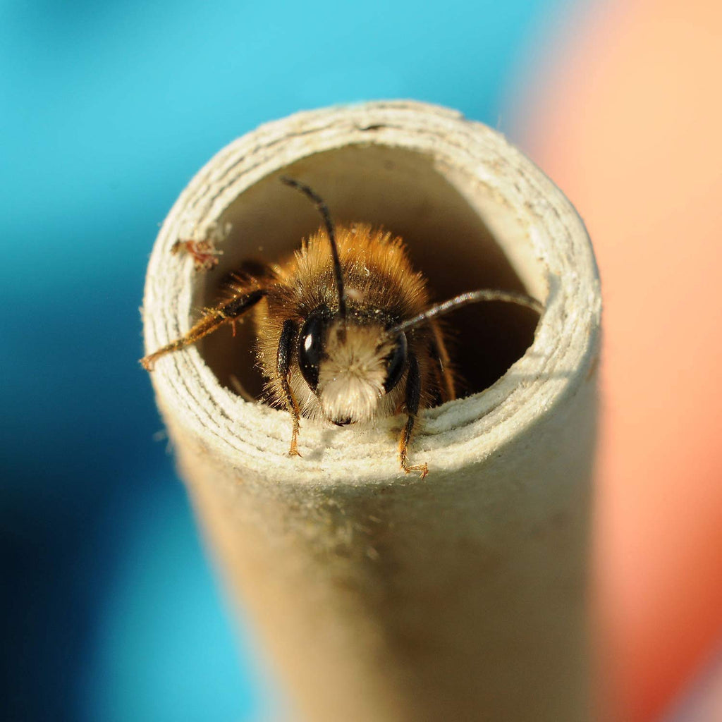 120 Pieces Mason Bee Tubes 6 Inches Outdoor Bee Cardboard Tubes Beekeeper Replacement Nesting Refill Tubes and Paper Inserts for Mason Bee Houses