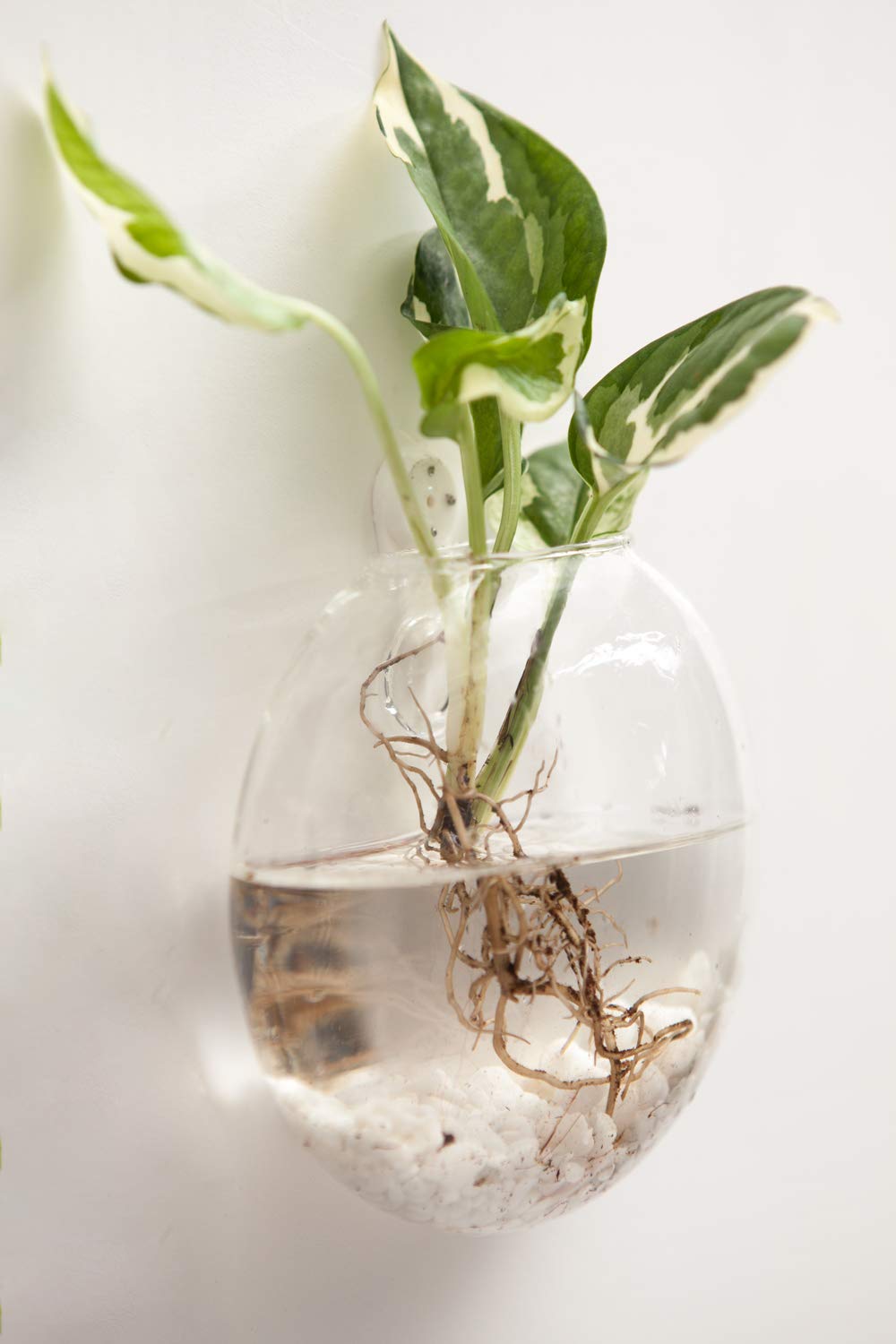 Mkono 2 Pack Glass Wall Hanging Planter Wall Mounted Plant Vase Indoor Air Plants Terrariums for Home Office Living Room Decor Oblate