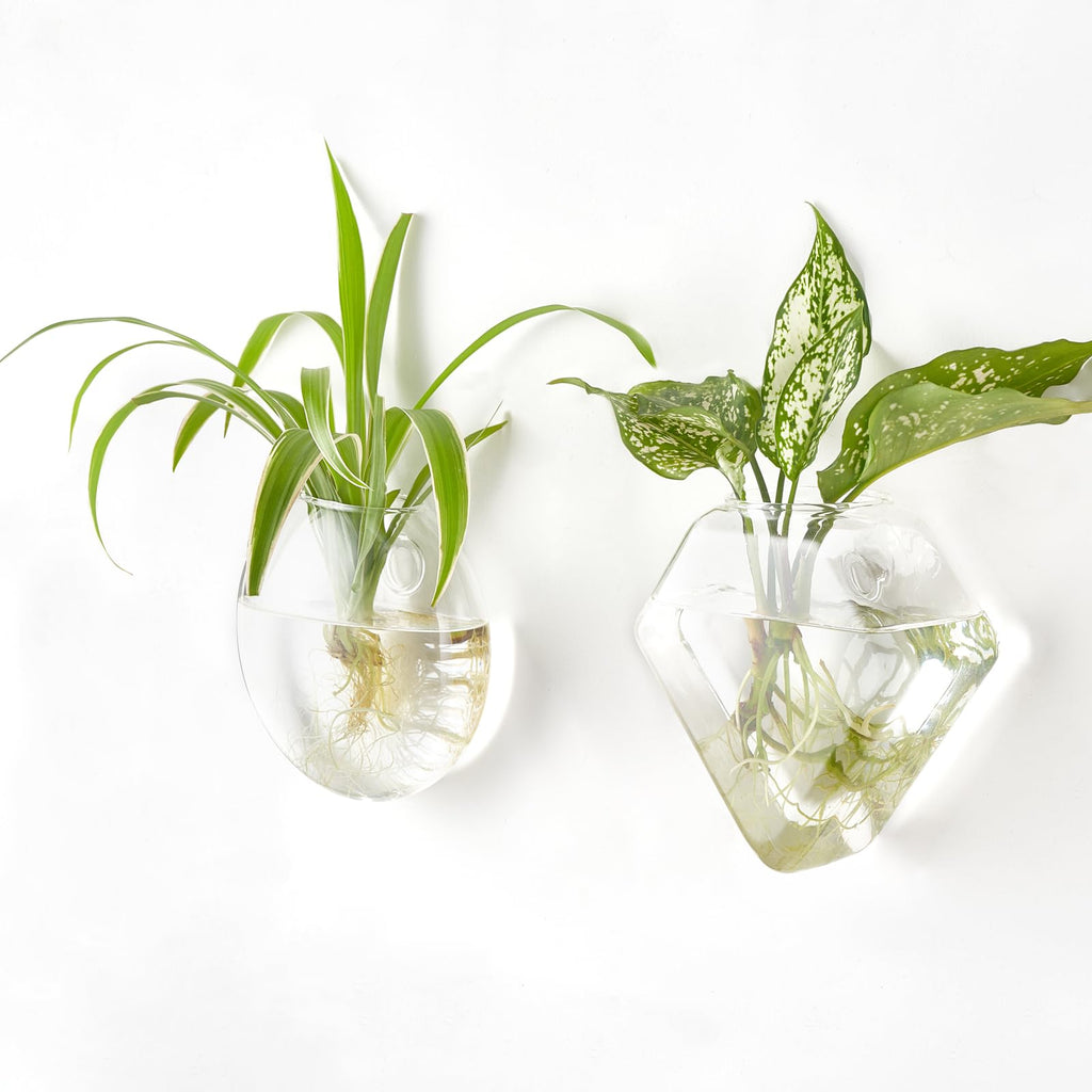Mkono Wall Planter Propagation Stations Hanging Glass Terrariums Vase Container for Propagating Hydroponic Plants Home Office Living Room Bathroom Garden Decor, 3 Pack