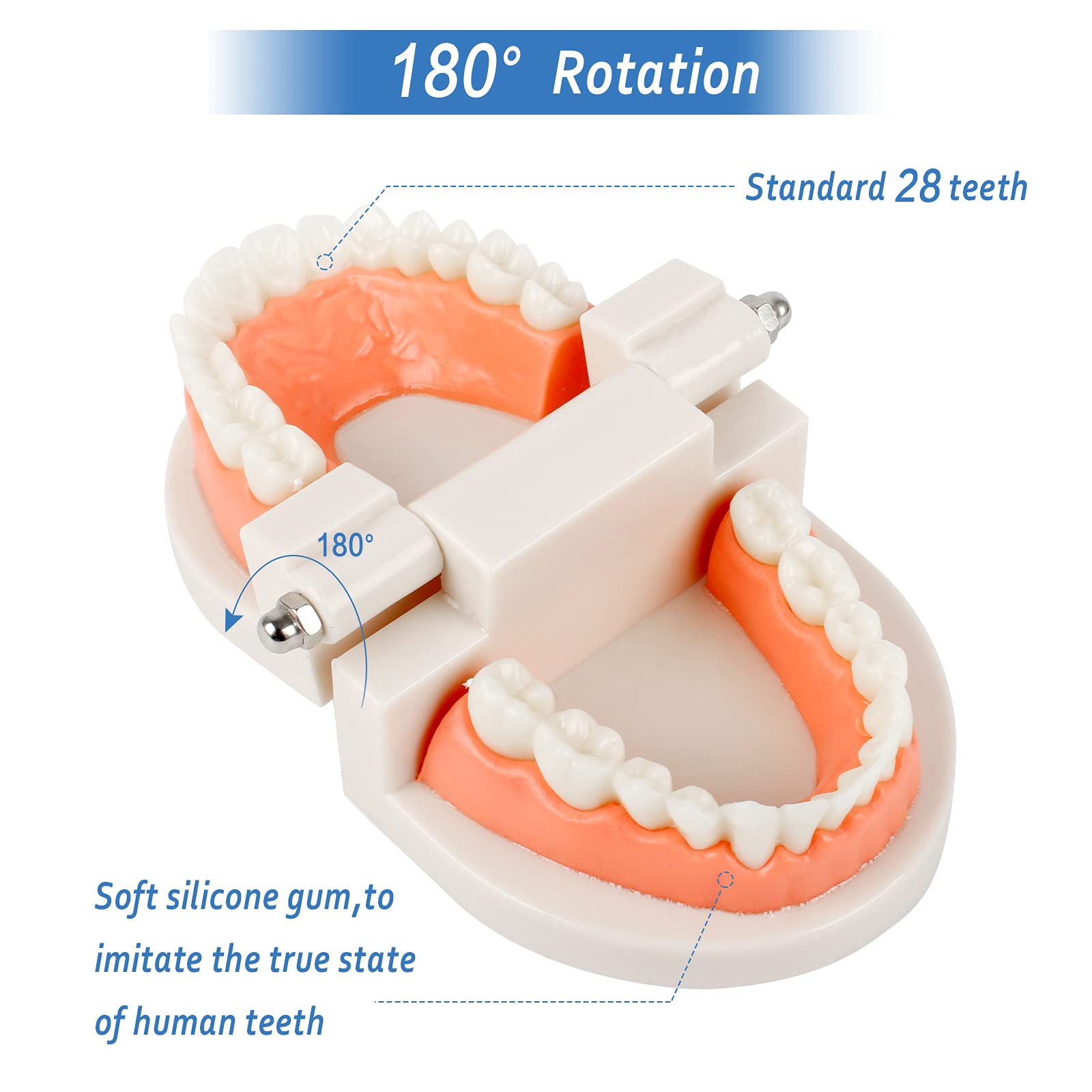 2Pcs Standard Teeth Dental Model, Demonstration Teeth Model for Kids Dental Teaching Study Supplies
