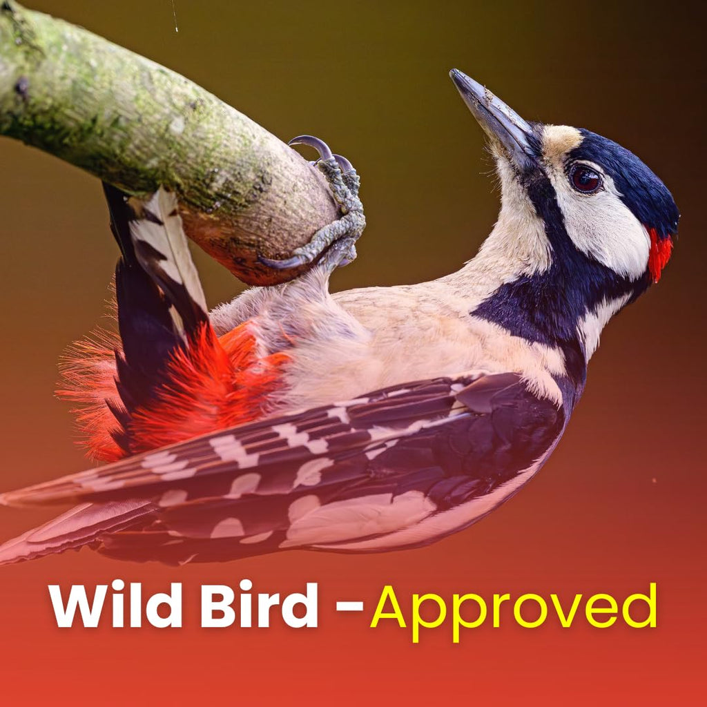 Chirp & Maple, Premium No Shell Peanuts for Wild Birds - Unsalted Raw Kernels, High Protein Wild Bird Food Attracts Blue Jays & Woodpeckers, 1KG Bag