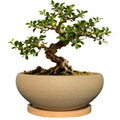 MUZHI Round Unglazed Ceramic Bonsai Pot with Bamboo Tray, Large Rough Pottery Succulent Planter with Drainage Hole 8 inch (6.5”)