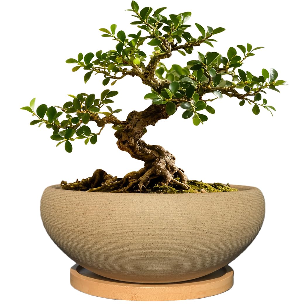 MUZHI Round Unglazed Ceramic Bonsai Pot with Bamboo Tray, Large Rough Pottery Succulent Planter with Drainage Hole 8 inch (6.5”)