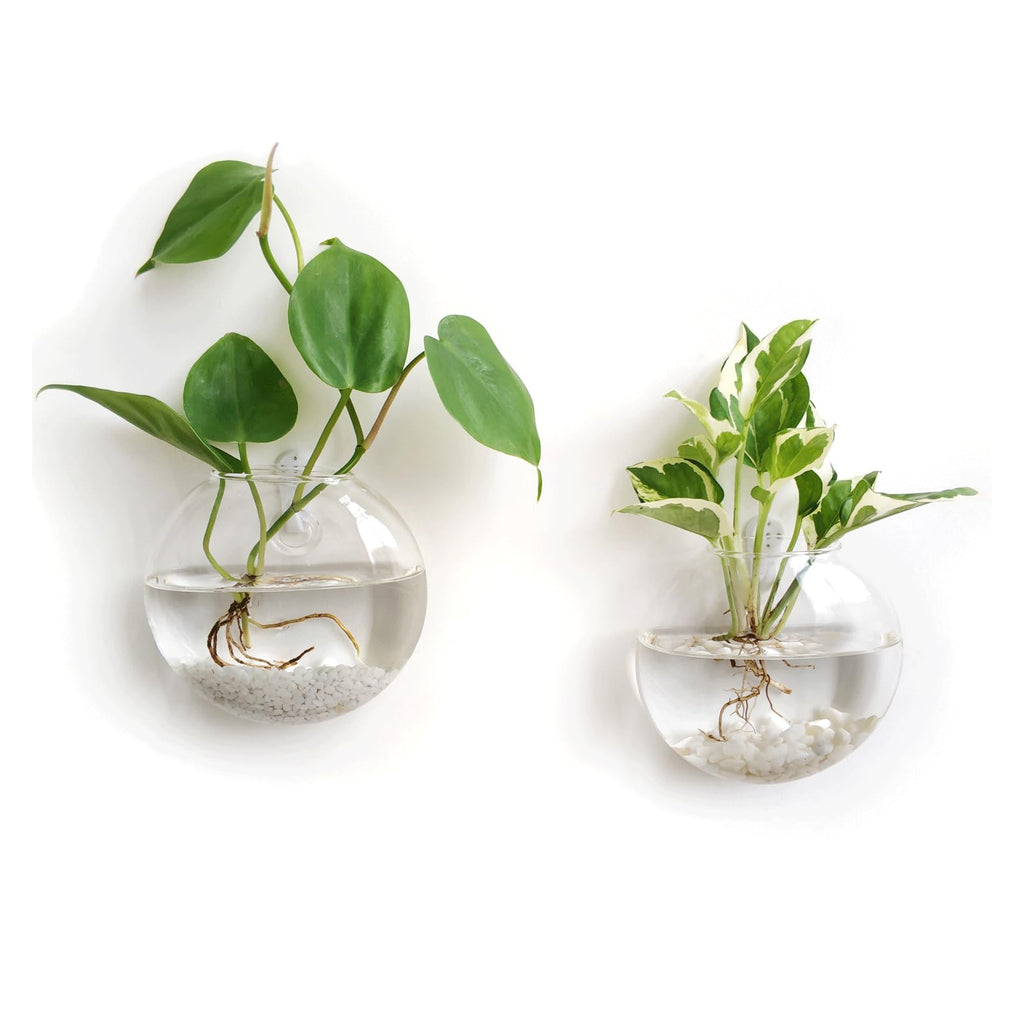 Mkono 2 Pack Glass Wall Hanging Planter Wall Mounted Plant Vase Indoor Air Plants Terrariums for Home Office Living Room Decor Oblate