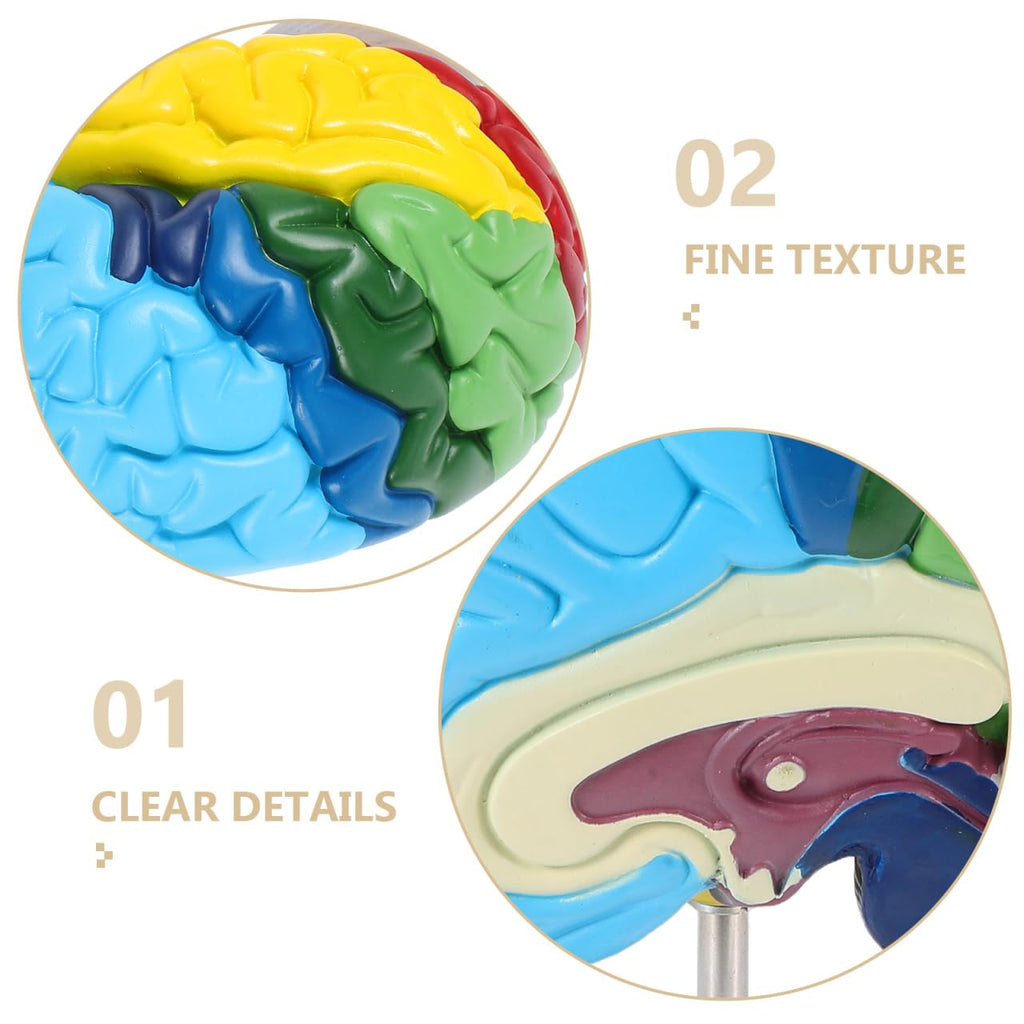 PRETYZOOM 1:1 Scale Human Brain Model-Right Brain Anatomy Model with Base, School Teaching Tool, Human Anatomical Model