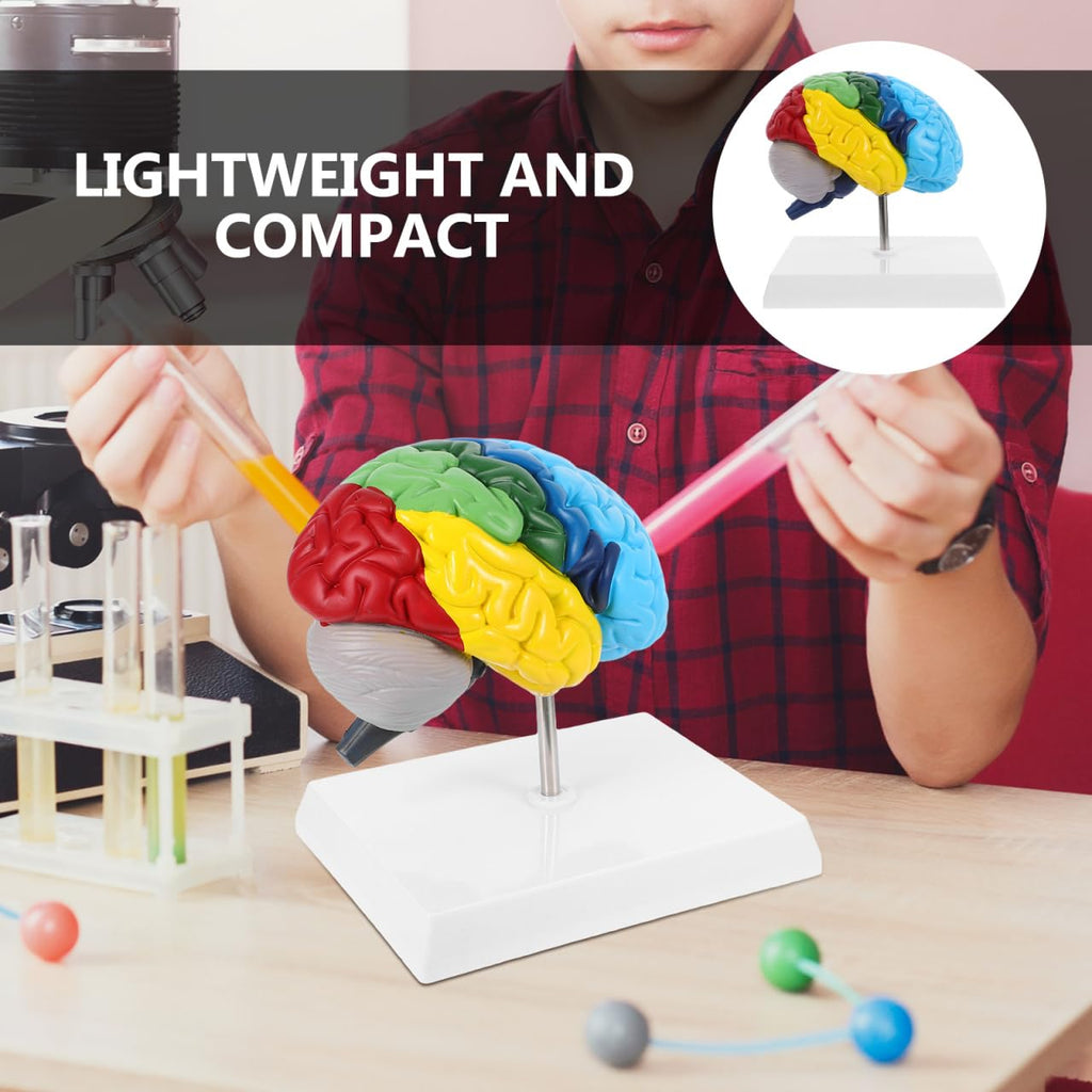 PRETYZOOM 1:1 Scale Human Brain Model-Right Brain Anatomy Model with Base, School Teaching Tool, Human Anatomical Model