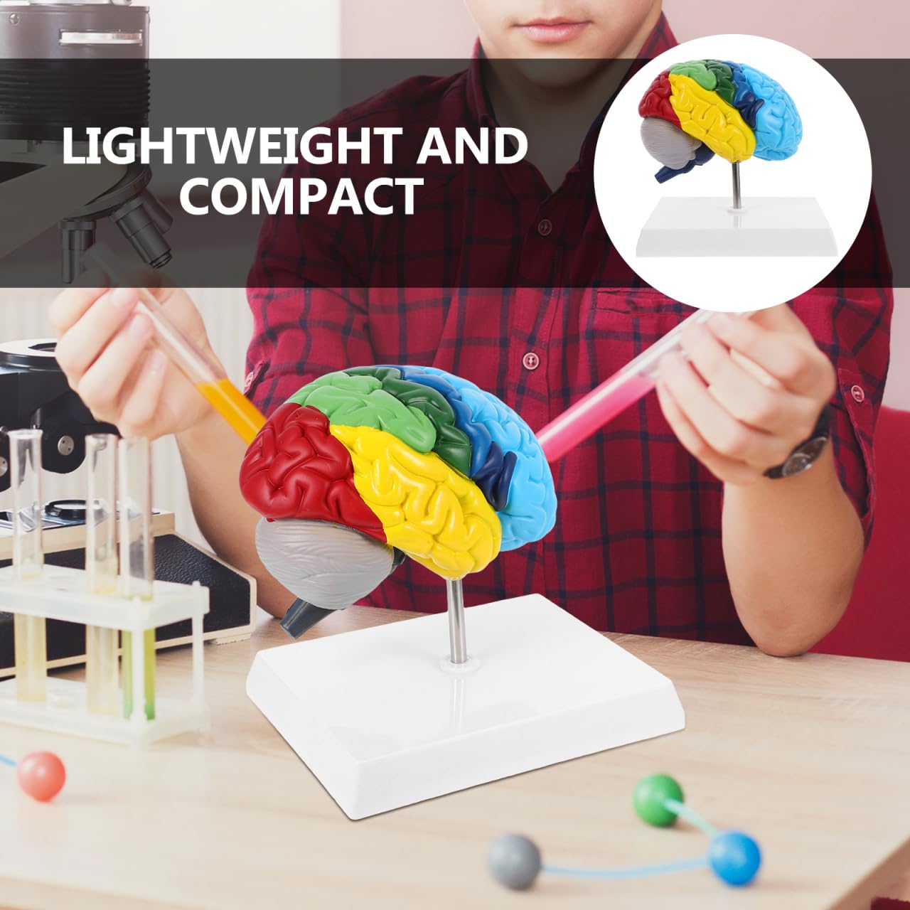 PRETYZOOM 1:1 Scale Human Brain Model-Right Brain Anatomy Model with Base, School Teaching Tool, Human Anatomical Model