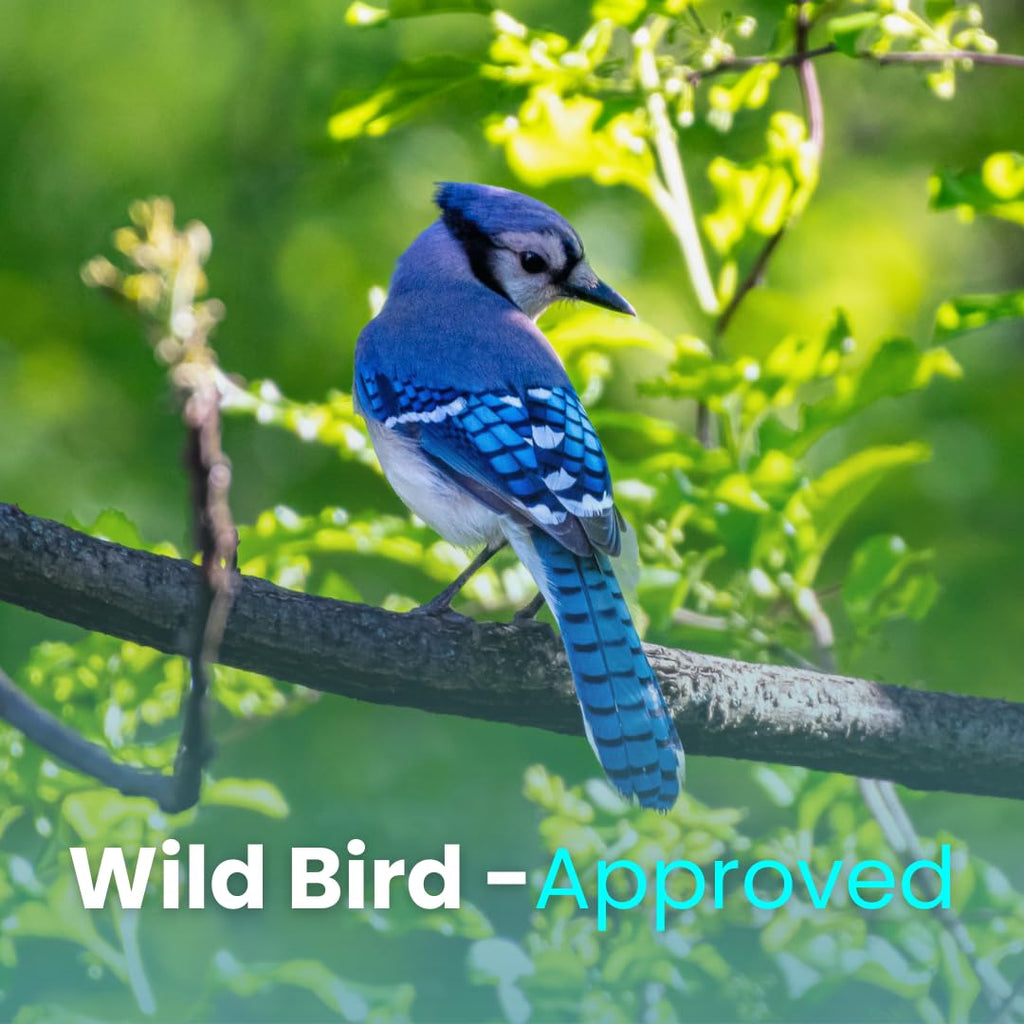 Blue Jay Bird Food – Chirp & Maple Blue Jays Blend, Premium Bird Seed with Peanuts, Corn & Sunflower, Feed for Jays, Steller's Jays & Canada Jays, 900g