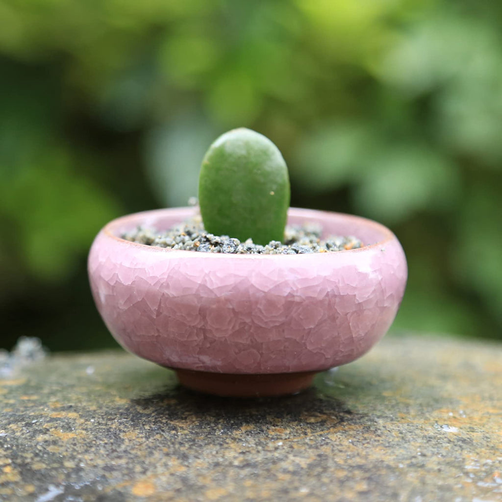 TOPZEA 16 Pack Mini Ceramic Succulent Planter Pot, 2.5 Inch Ice Crack Cactus Seed Starter Pots Micro Landscape Planter with Drainage Hole & Bamboo Tray for Moss Plant, Baby Succulent, Herb