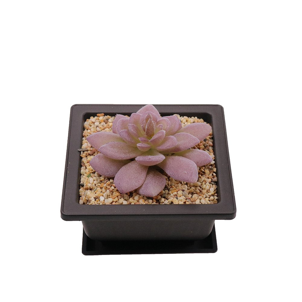 MUZHI 8PCS/Pack Retro Style Square Small Bonsai Training Pots with Tray, Mini Plastic Mocha Garden Flower Pot 4.7"