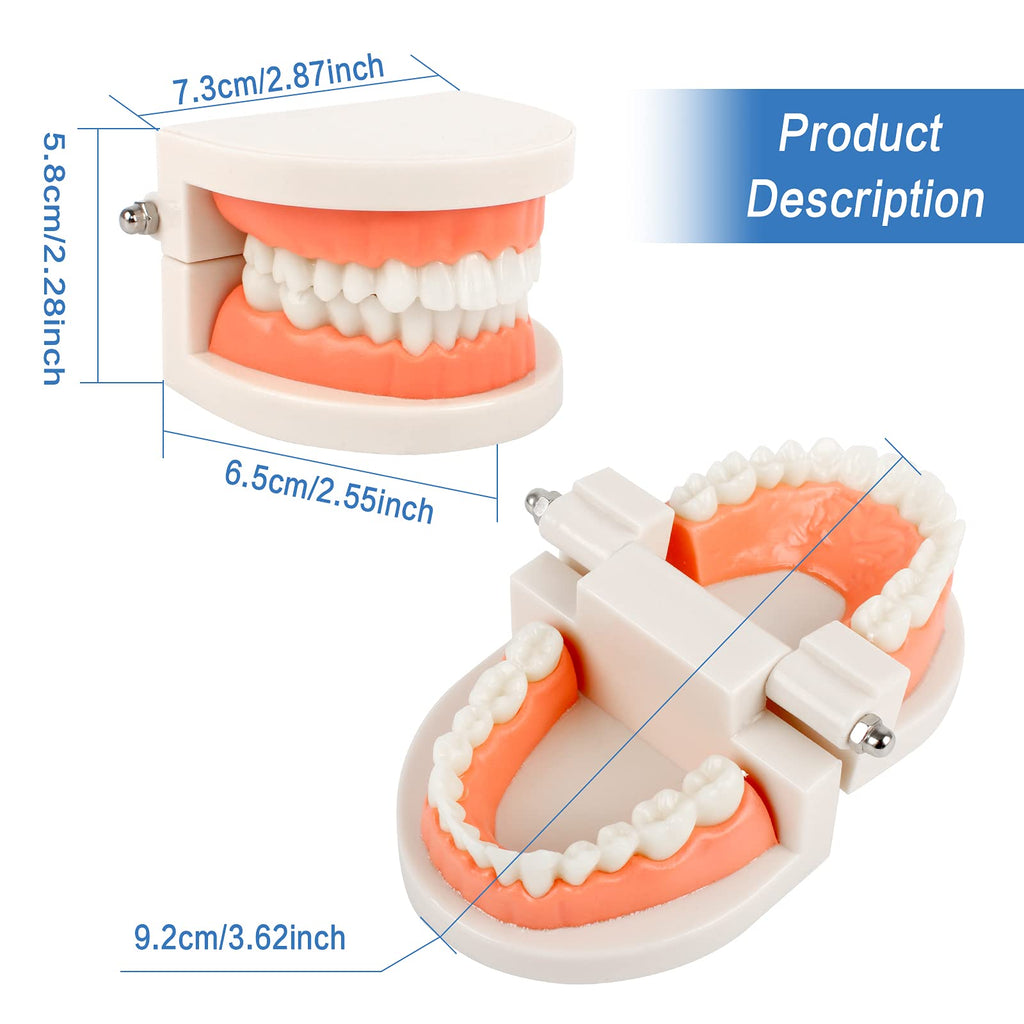 2Pcs Standard Teeth Dental Model, Demonstration Teeth Model for Kids Dental Teaching Study Supplies