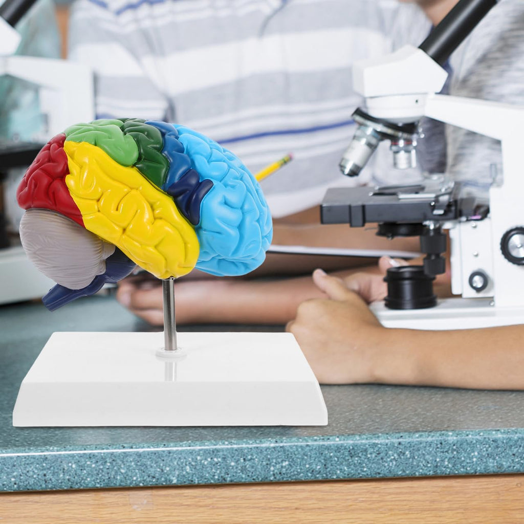 PRETYZOOM 1:1 Scale Human Brain Model-Right Brain Anatomy Model with Base, School Teaching Tool, Human Anatomical Model