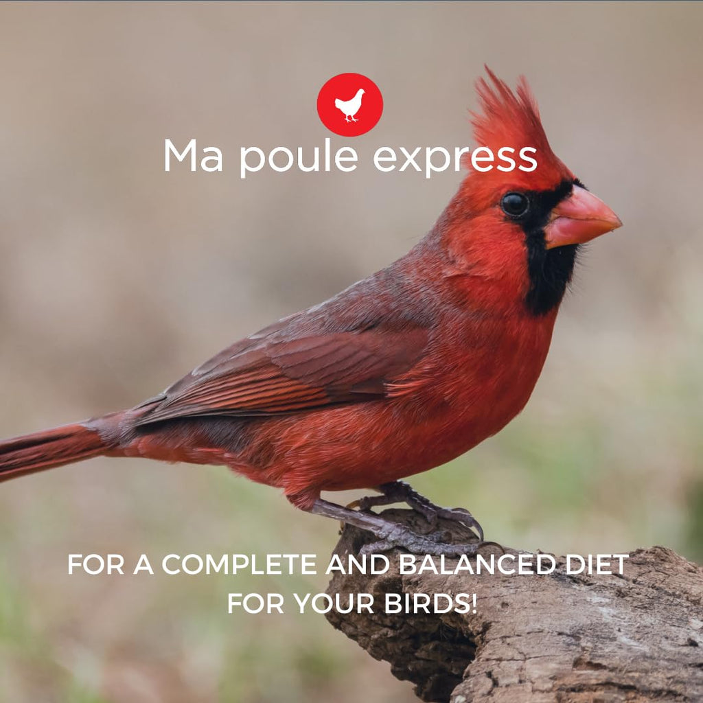 Ma Poule Express - Proudly Canadian Bird Feed – 2.27 kg | Wild Bird Seed Mix | Premium Bird Food for Feeders | Sunflower, Millet, Corn | Attracts Cardinals, Finches & More ... |