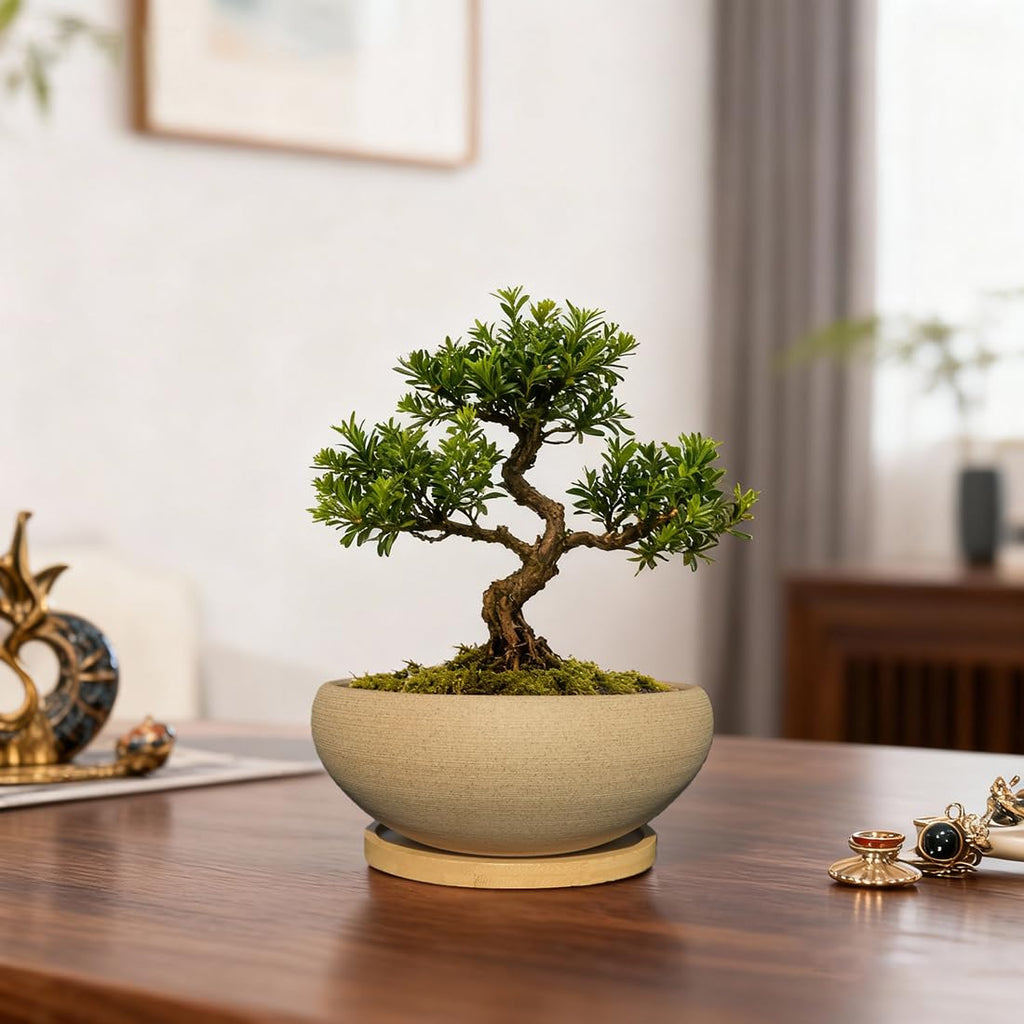 MUZHI Round Unglazed Ceramic Bonsai Pot with Bamboo Tray, Large Rough Pottery Succulent Planter with Drainage Hole 8 inch (6.5”)