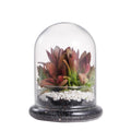 NCYP Small Clear Decorative Glass Terrarium Cloche with Air Hole - 12x12x16 cm Glass Dome with Base for Miniature Succulents - Display Storage (No Plants Included)