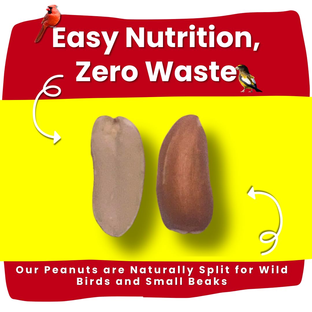 Chirp & Maple, Premium No Shell Peanuts for Wild Birds - Unsalted Raw Kernels, High Protein Wild Bird Food Attracts Blue Jays & Woodpeckers, 1KG Bag