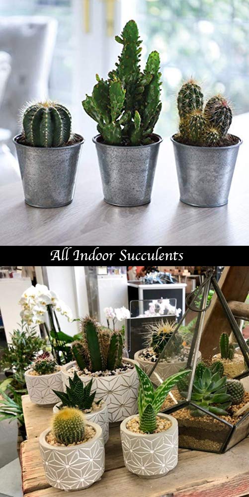 Schultz Indoor Cactus Succulent Liquid Food 4 fl.oz 2 Pack Combo