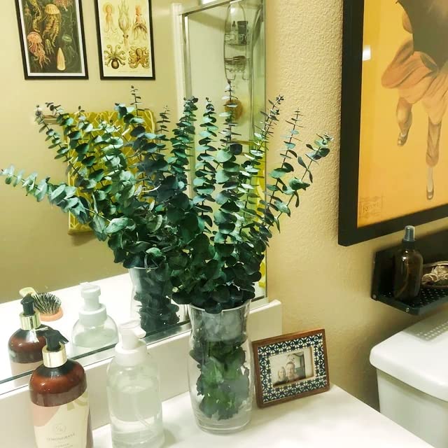 20 Pcs Preserved Dried Eucalyptus Stems, 17" Natural Fresh Eucalyptus Bundles for Shower, Real Plant for Vase Filler, Dried Flowers Arrangement, Home Decor