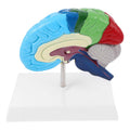 PRETYZOOM 1:1 Scale Human Brain Model-Right Brain Anatomy Model with Base, School Teaching Tool, Human Anatomical Model
