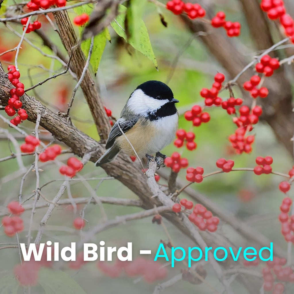 Chirp & Maple, Energy Boost, High-Energy Suet for Wild Birds, Wild Bird Food (3-Pack) 900G