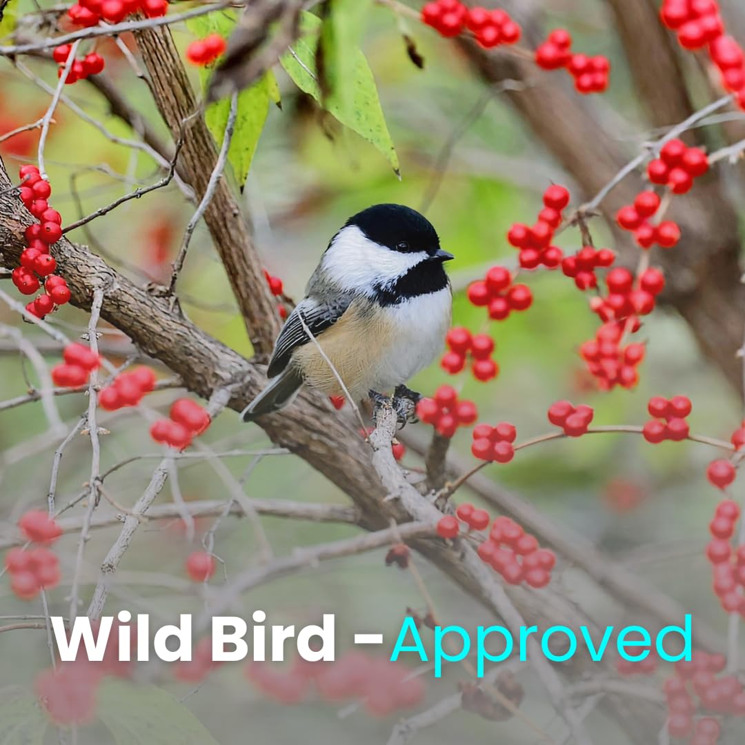 Chirp & Maple, Energy Boost, High-Energy Suet for Wild Birds, Wild Bird Food (3-Pack) 900G