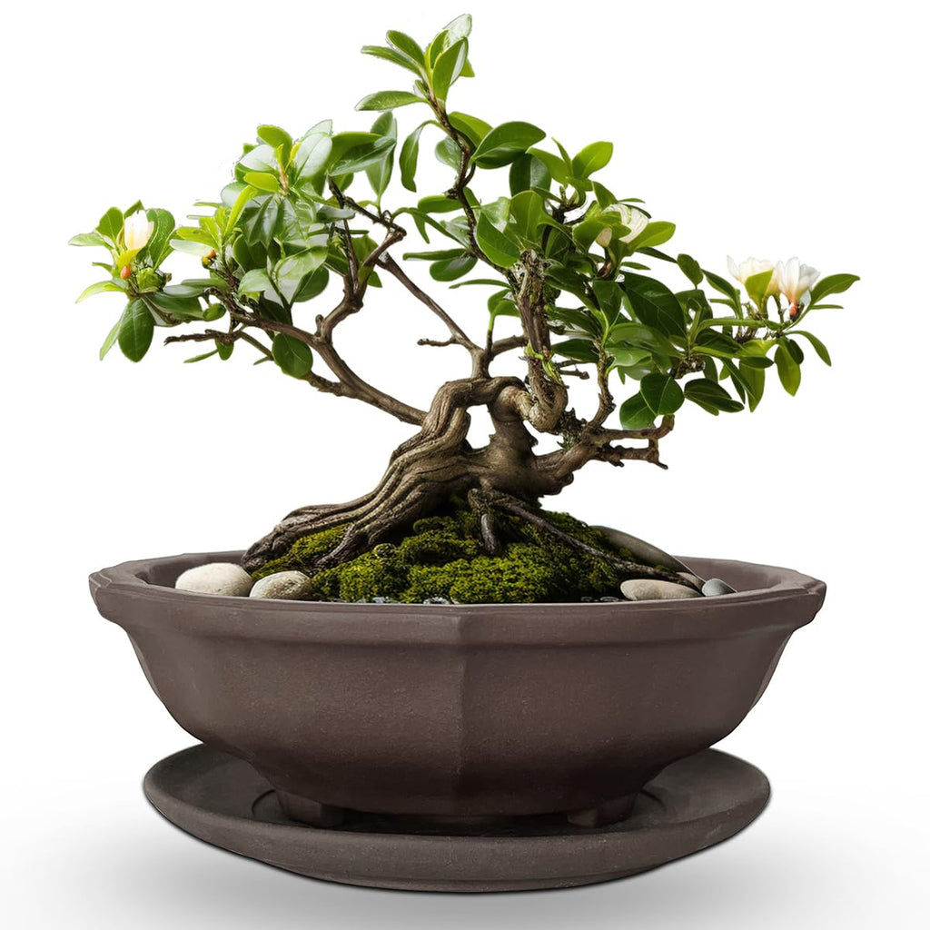 MUZHI 6.8 inch Unglazed Flower Shape Ceramic Bonsai Pot Bowl with Saucer,Classic Retro Zisha Pottery Planter Round for Tree Cactus Succulent Arrangement