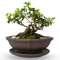 MUZHI 6.8 inch Unglazed Flower Shape Ceramic Bonsai Pot Bowl with Saucer,Classic Retro Zisha Pottery Planter Round for Tree Cactus Succulent Arrangement