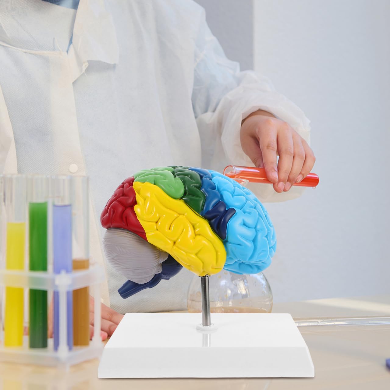 PRETYZOOM 1:1 Scale Human Brain Model-Right Brain Anatomy Model with Base, School Teaching Tool, Human Anatomical Model