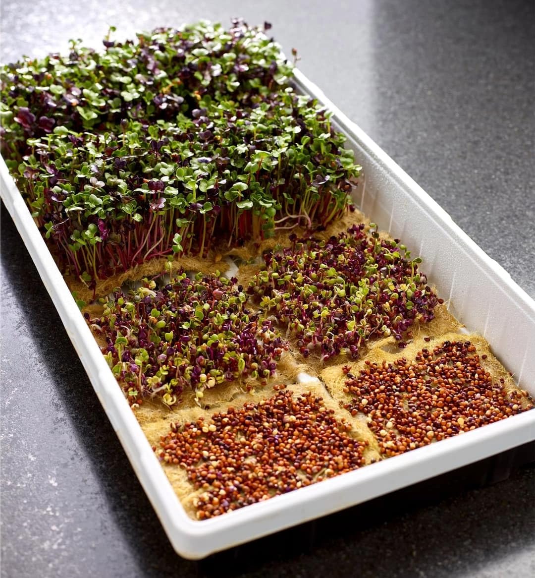 terrafibre Hemp Microgreen Growing Mats – 100% Organic & Biodegradable Seed Starter for Microgreens, Sprouts & Hydroponics – Fits 5x5 & 10x20 Trays – Ideal for Indoor Growing – 5” x 5” (40-Pack)