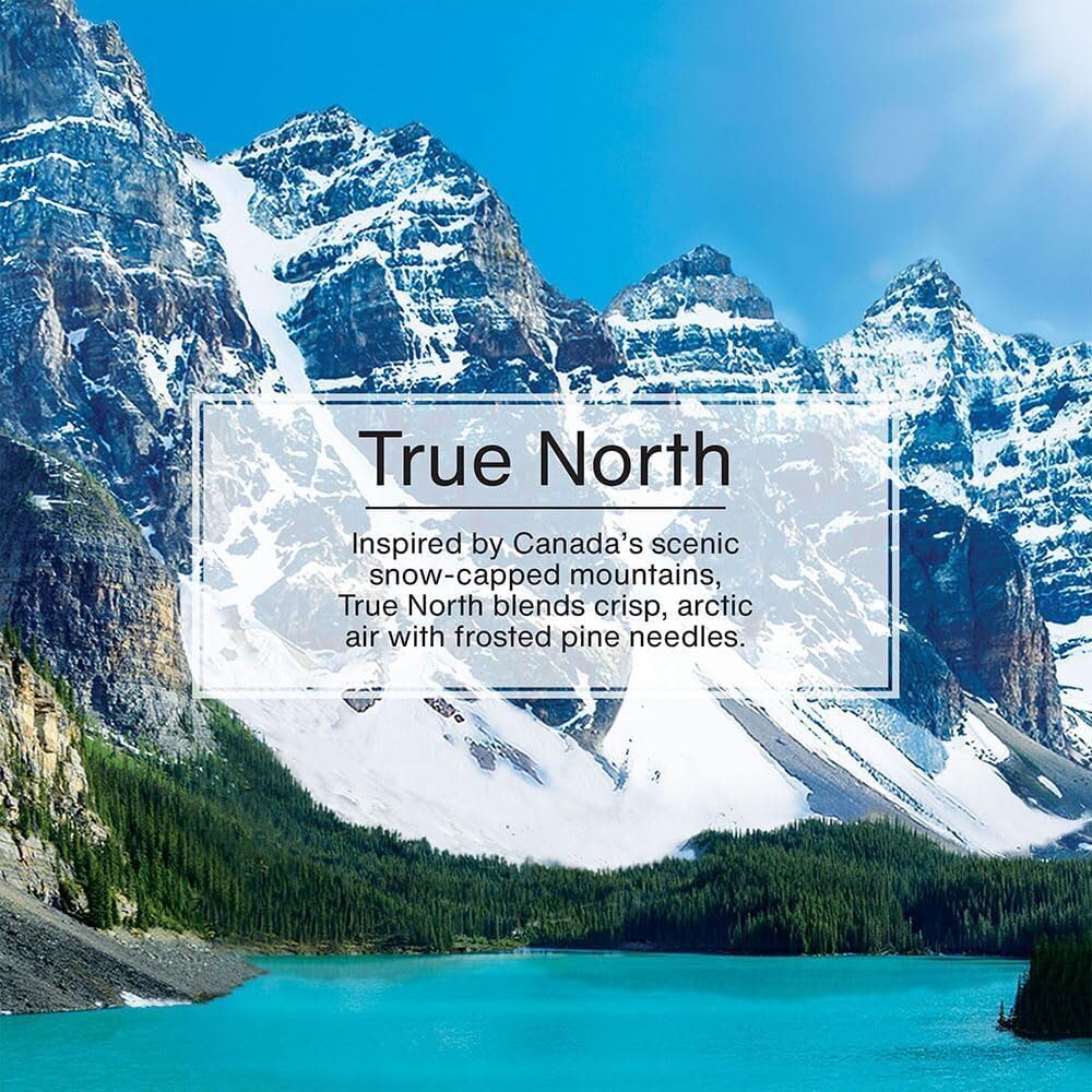 Little Trees Air Fresheners, True North (Pack of 12)