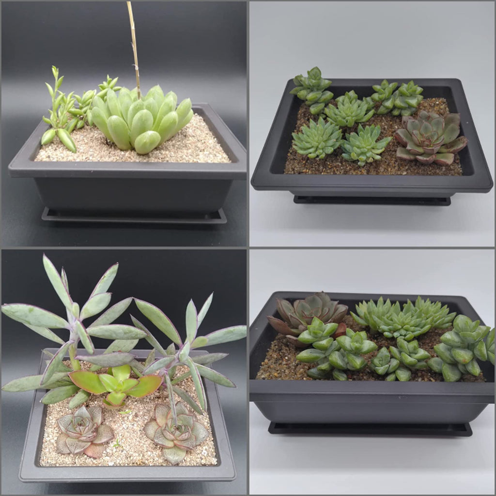 Artilife 6Pcs 6.5Inch Bonsai Pots,Plastic Bonsai Training Pots Humidity Trays Square Nursery Pots for for Plants, Flowers, Herbs, African Violets & Seed Nursery