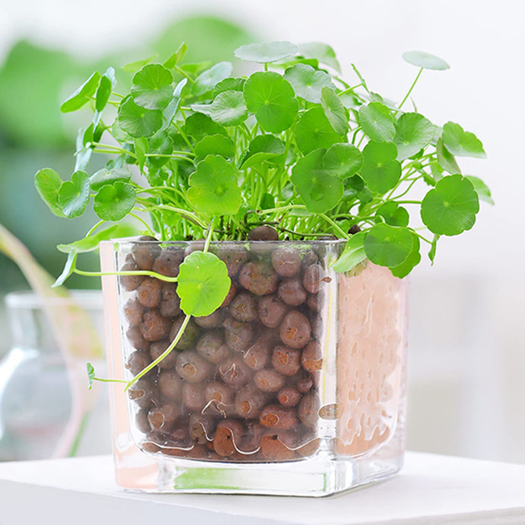 WAURHER Leca Expanded Clay Pebbles Grow Media 2LBS for Indoor Plants Hydroponic Growing Gardening System Supplies