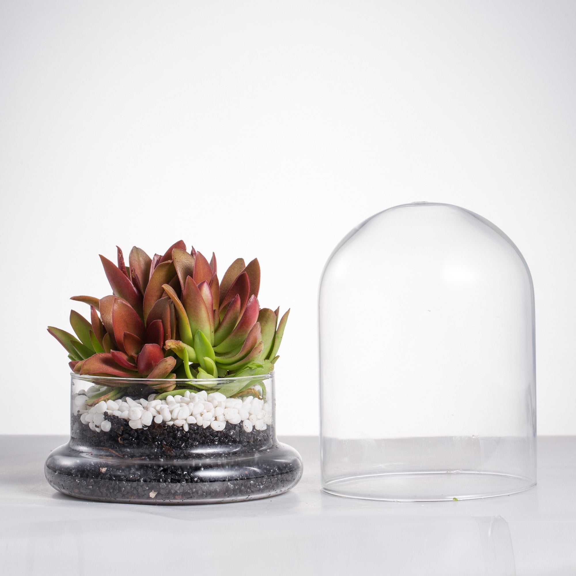 NCYP Small Clear Decorative Glass Terrarium Cloche with Air Hole - 12x12x16 cm Glass Dome with Base for Miniature Succulents - Display Storage (No Plants Included)