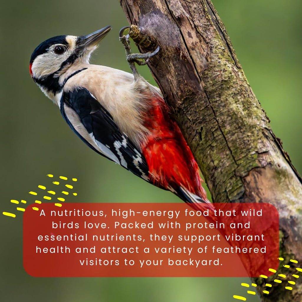 Chirp & Maple, Premium No Shell Peanuts for Wild Birds - Unsalted Raw Kernels, High Protein Wild Bird Food Attracts Blue Jays & Woodpeckers, 1KG Bag