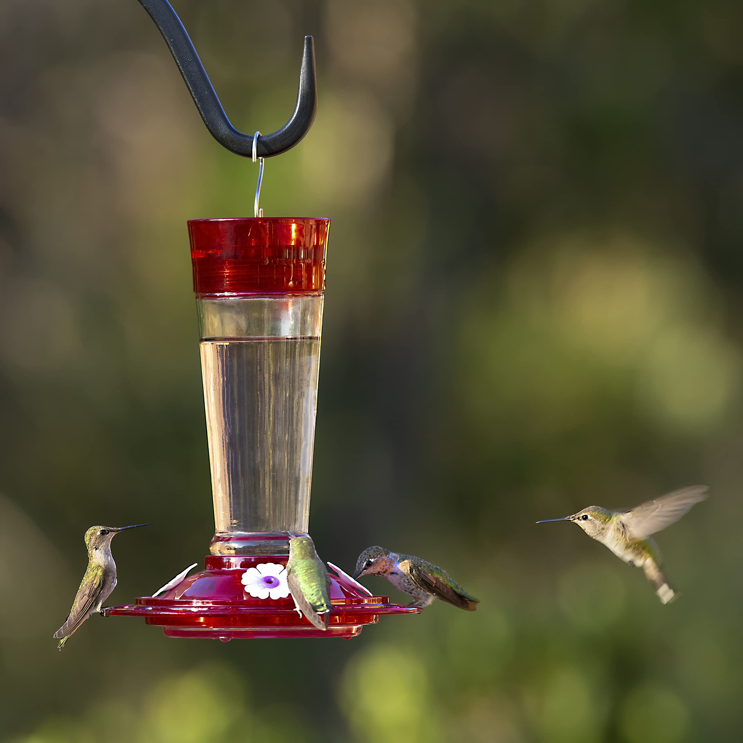 More Birds 35IN-RUB Bird Health Ruby Glass Hummingbird Feeder with Ant Moat - 10 oz