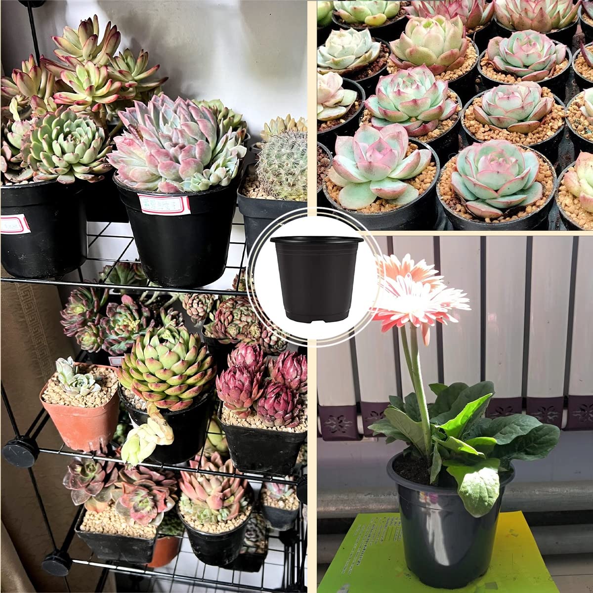 Nursery Pots 50 PCS 6Inch Plastic Plant Pot Flower Seed Starter Pots for Seedling Nursery Supplies Grow Pot Planter Flower Pot Container for Succulents Seedlings Transplanting (Black 6Inch)
