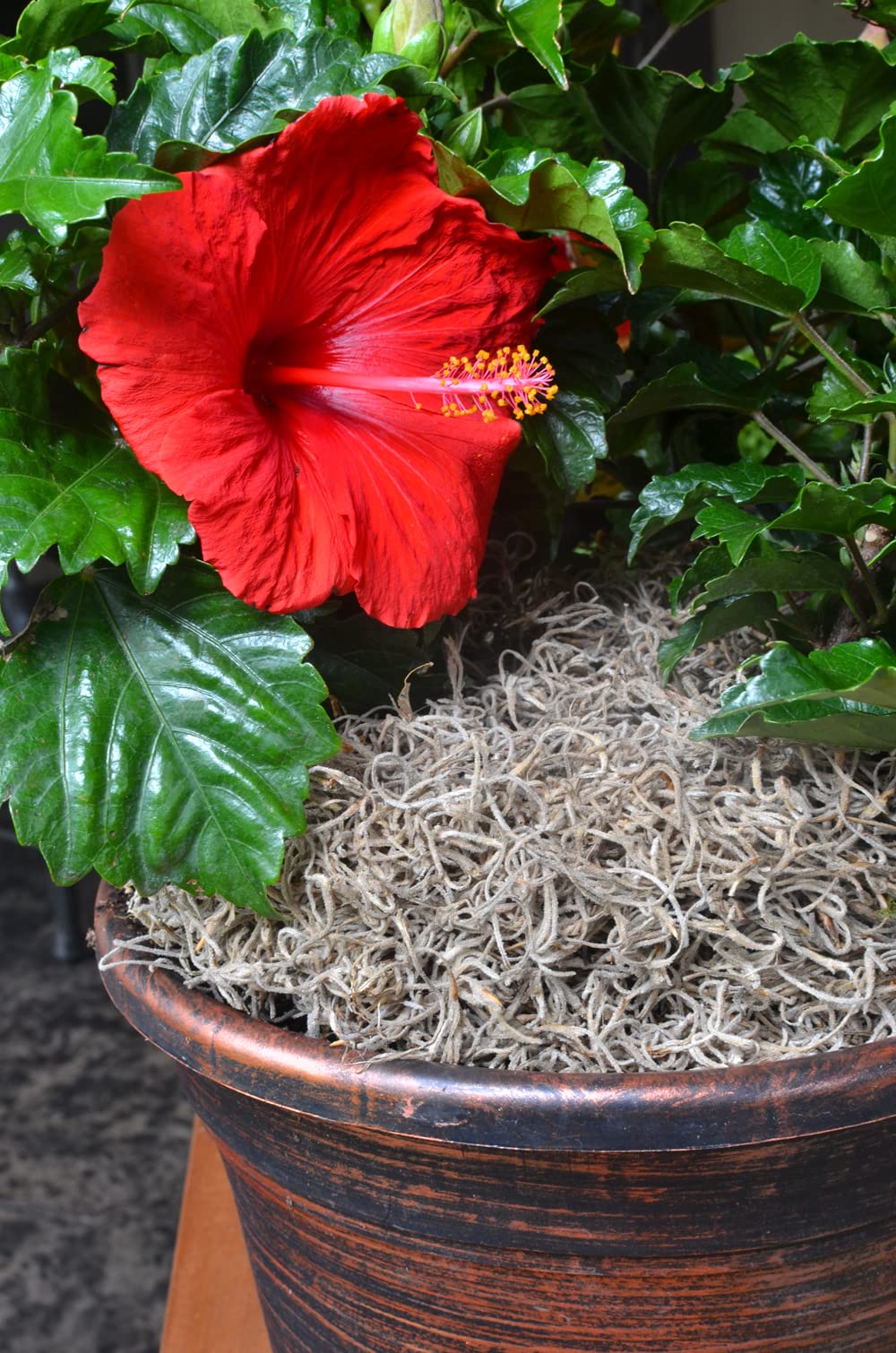 Mosser Lee Spanish Moss Soil Cover | Natural Decorative Moss for Crafts, Terrariums, Fairy Gardens & Indoor Plants | Hides Soil & Helps Retain Moisture | 250 cu in Bag