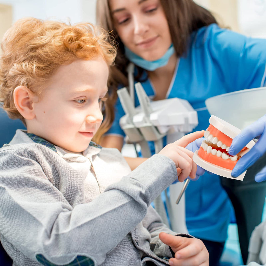 2Pcs Standard Teeth Dental Model, Demonstration Teeth Model for Kids Dental Teaching Study Supplies