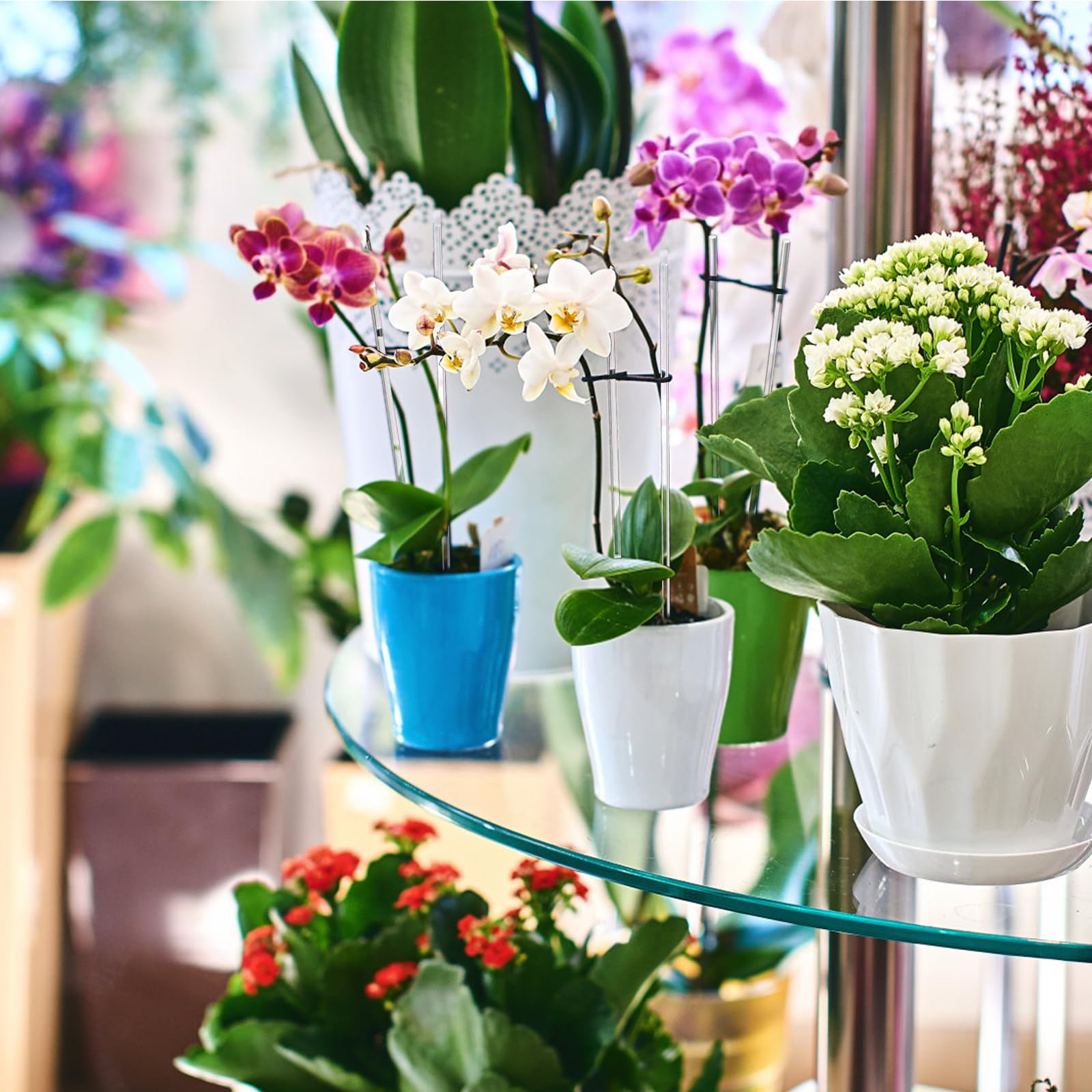 Tebery 50 Pcs 17.3 Inch Acrylic Plant Stakes, Clear Garden Orchid Sticks Rods for DIY Projects, Sturdy Potted Plant Support Stakes Holder for Single Stem Flowers, Indoor and Outdoor Plants