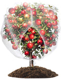 wohohoho 6.6 x 6.6ft Large Fruits Tree Netting, Insect Bird Barrier Tree Net with Drawstring and Zipper, Plant Cover Fruit Tree Protection to Prevent Tomato Blueberry Vegetables from Squirrels Birds