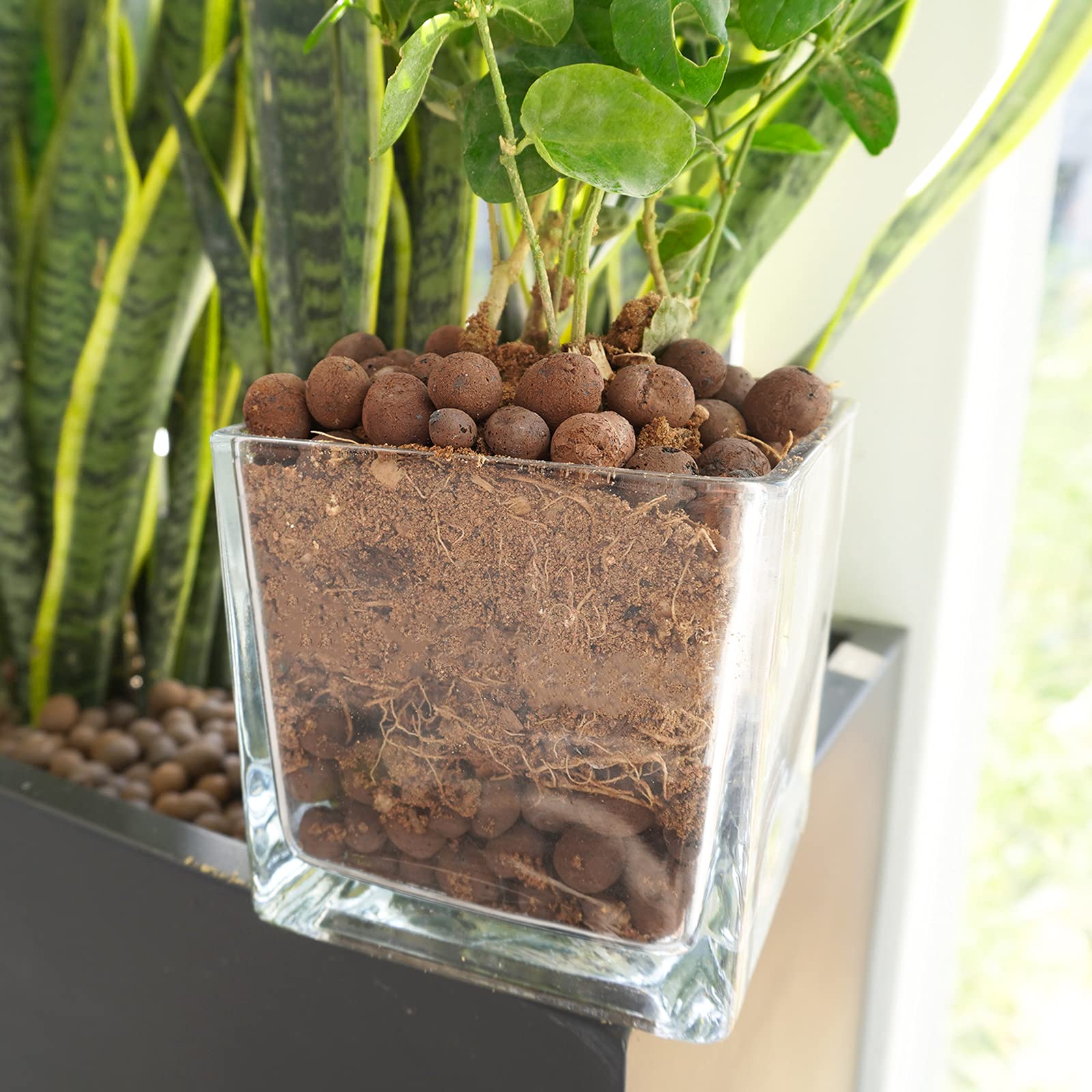 WAURHER Leca Expanded Clay Pebbles Grow Media 2LBS for Indoor Plants Hydroponic Growing Gardening System Supplies