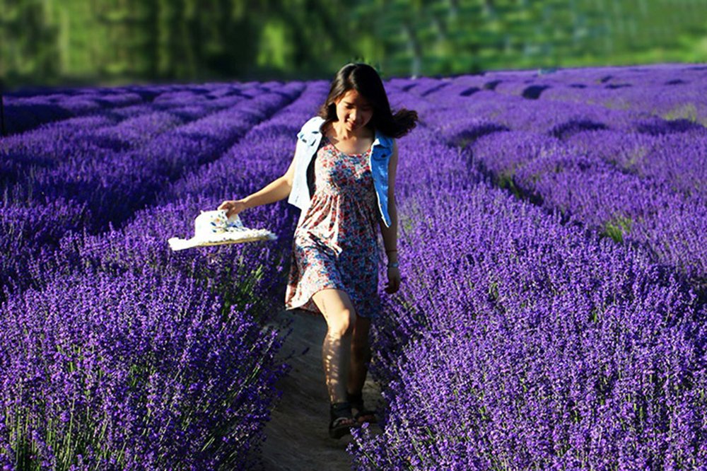 TooGet Fragrant Lavender Buds Organic Dried Flowers Wholesale, Ultra Blue Grade - 225g