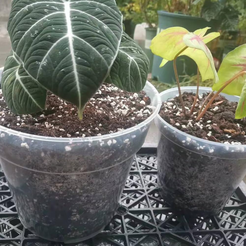 8 Pack 6 Inch Clear Plant Pots with Drainage Transparent Nursery for Plants Seeding Pots Orchid Pots Succulent Vegetable Flowers Small Indoor Plant Pots(8, 6")