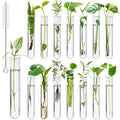 Worldity 15Pcs Clear Test Tubes for Plant, 20ml Plant Propagation Tube with Brush, Plastic Test Tubes for Hydroponic Plants, Flowers, Home Office Wall Decor (12cm), Transparent