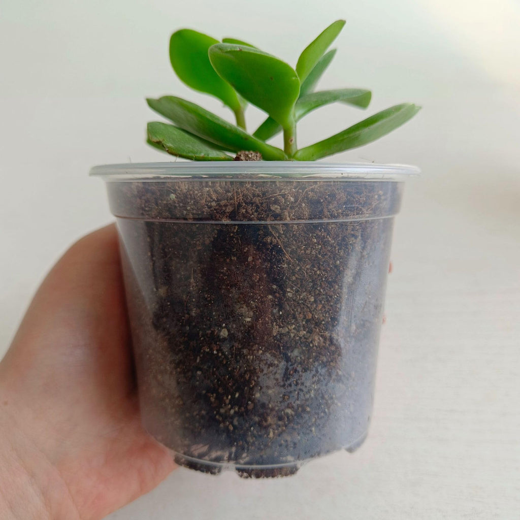Clear Nursery Pots 50PCS 4" Plastic Plant Pot Transparent Flower Pots Seed Pot Starter Pot for Seedling Nursery Supplies Grow Pot Planter Flower Pot Container for Seedling Cultivation (Clear)