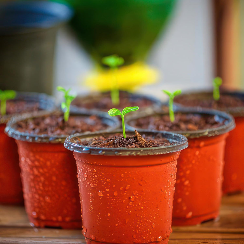 Nursery Pots, PEYOU 100 Pack 4" Plastic Plant Pots, Plant Flower Seedling Pots, Reusable Seed Starting Pots for Seedlings Transplanting Small Plants Growing